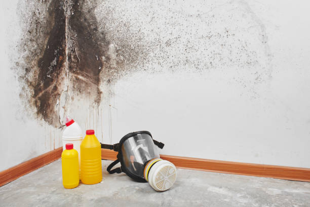 Best Mold Remediation  in Manchester, OH