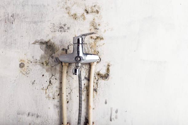 Best Local Mold Removal Service  in Manchester, OH