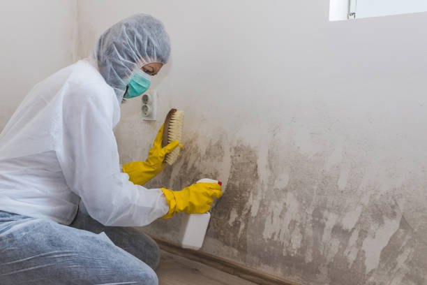 Professional Mold Removal in Manchester, OH