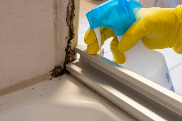 Best Toxic Mold Removal  in Manchester, OH