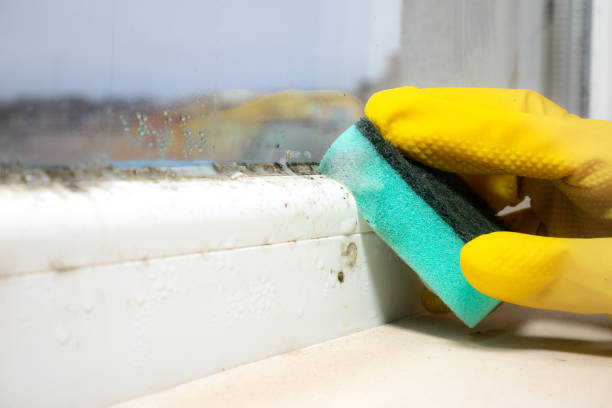 Best Mold Cleaning Services  in Manchester, OH