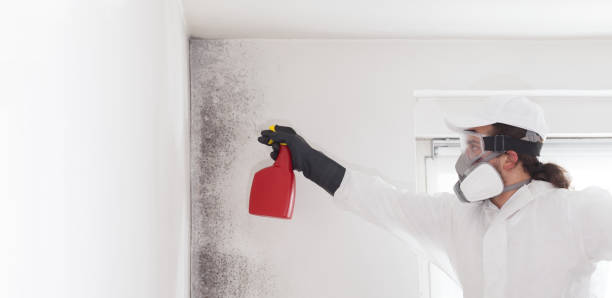 Best Best Mold Removal Companies  in Manchester, OH