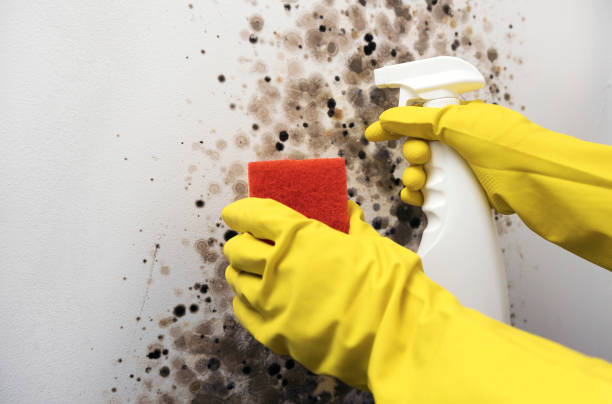 Best Attic Mold Removal  in Manchester, OH