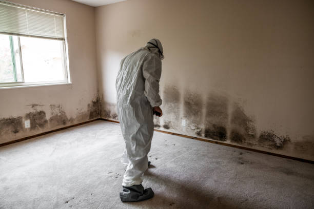 Best Mold Testing and Removal  in Manchester, OH