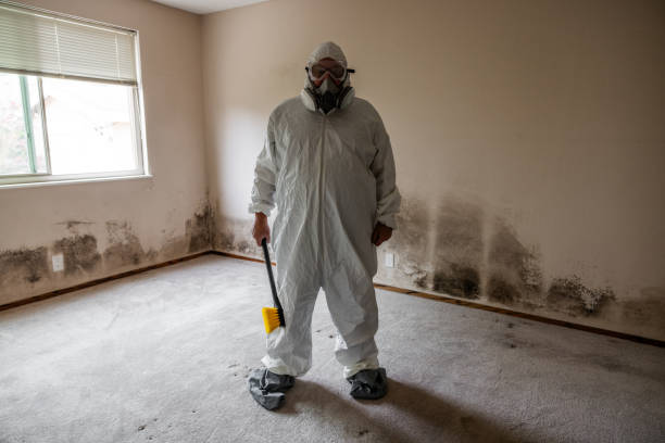 Best Commercial Mold Removal  in Manchester, OH