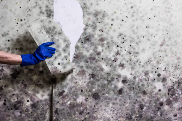 Attic Mold Removal in Manchester, OH