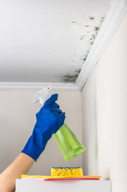Best Water Damage Restoration  in Manchester, OH