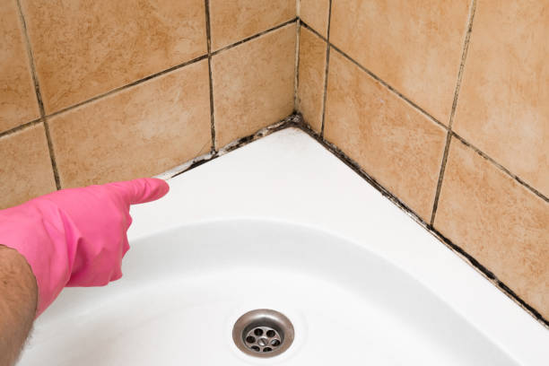 Mold Testing and Removal in Manchester, OH
